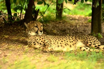 Lying Cheetah in savannah