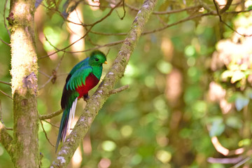 Young Resplendent Quetzal in tropical forest in Costa Rica