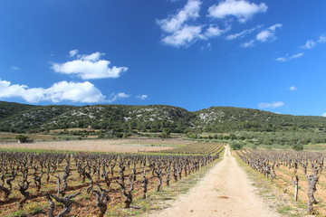 Fototapeta na wymiar Vignes languedociennes, hérault, occitan