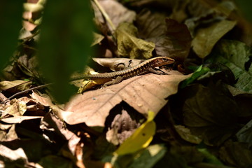 Lizzard in tropical forest in Costa Rica
