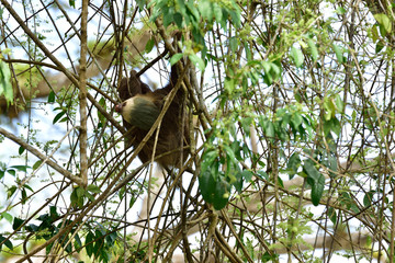 Hoffman's Two-toed Sloth on the tree in tropical forest