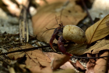Hermit crab in tropical forest
