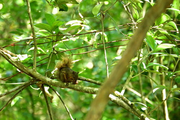 Squirrel in tropical forest