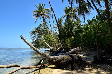 Palm trees on the beach - tropical paradise in Costa Rica (Cahuita point)
