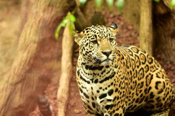 Jaguar in tropical forest