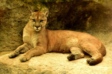 Puma in tropical forest