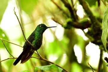Green-crowned Brilliant hummingbird in the tropical forest
