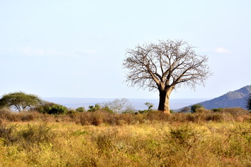 Fototapeta na wymiar Baobab in african countryside