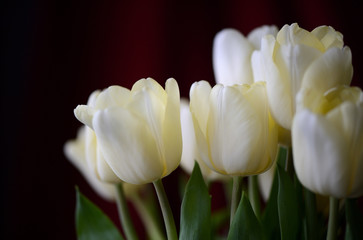 A bouquet of yellow tulips on a dark red background