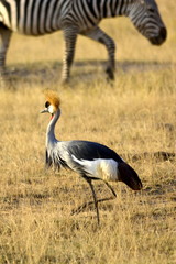 The grey crowned crane (Balearica regulorum) in african countryside