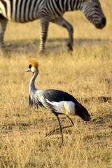 Obraz na płótnie Canvas The grey crowned crane (Balearica regulorum) in african countryside