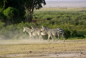 Fototapeta na wymiar Three plains zebra (Equus quagga, formerly Equus burchellii), also known as the common zebra or Burchell's zebra in african countryside