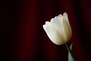 Pale yellow tulip on a dark red background