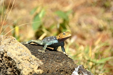 The common agama, red-headed rock agama, or rainbow agama (Agama agama) in african countryside...