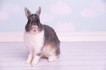 Sweet rabbit bunny on the wood floor 