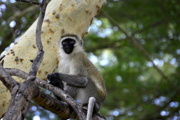 The grivet (Chlorocebus aethiops), also known as African green monkey and savanah monkey in  Mzima Springs - african countryside (Tsavo)