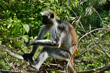 Western red colobus (Procolobus badius) in Jozani forest in Zanzibar