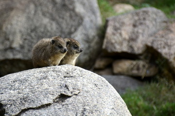 Rock hyrax (Procavia capensis), also called rock badger and Cape hyrax in african countryside