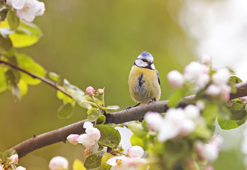  bird sits in the early spring among the branches of a blossoming Apple trees in may