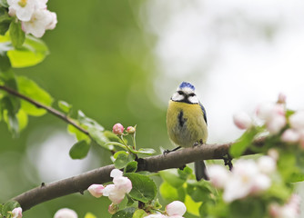 Obrazy na Szkle  mały ptaszek siedzi wczesną wiosną wśród gałęzi kwitnących jabłoni