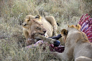 Young lions eating antelope in african countryside
