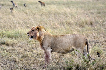 Young lion with hyena in african countryside