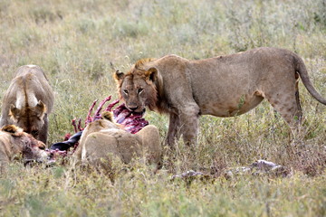 Fototapeta na wymiar Young lions eating antelope in african countryside