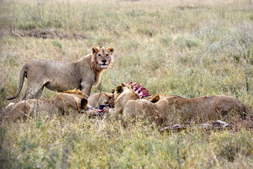 Obraz na płótnie Canvas Young lions eating antelope in african countryside