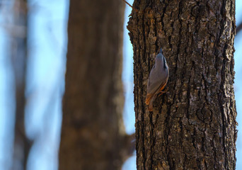 European nuthatch on a tree