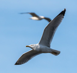 Seagulls in flight