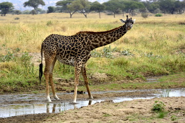 Masai giraffe (Giraffa tippelskirchi - Maasai giraffe), also called Kilimanjaro giraffe, in african countryside drinking water in african countryside