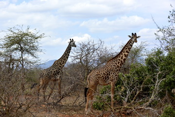 Two Masai giraffes (Giraffa tippelskirchi - Maasai giraffe), also called Kilimanjaro giraffe, in african countryside