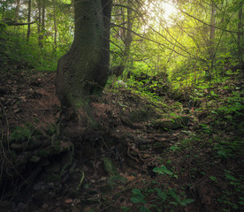 tree trunk in the forest, in the background the sun shines through the leaves