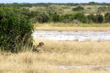 Fototapeta na wymiar Resting cheetah (Acinonyx jubatus) in the shadow in afcrican countryside - Kenya Amboseli