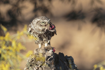 Little owl 040