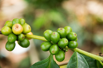 Coffee tree with green coffee beans on the branch