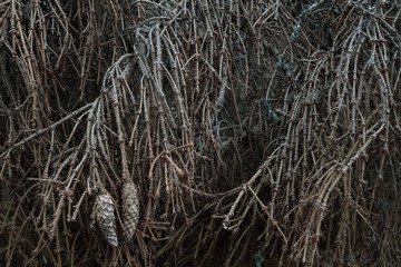 dried branches from a coniferous tree with cones closeup