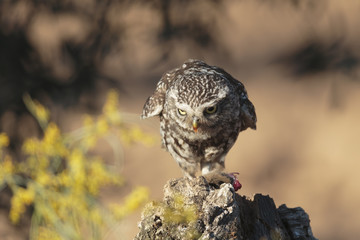 Little owl 039