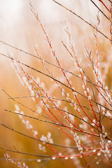 beautiful tree branches with buds dew in blur