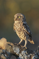 Little owl 032