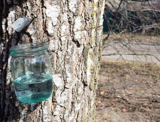 birch juice. spring . recruited Bank