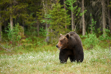 Big brown bear looking around