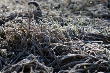 Green grass vintage background, first plants covered with ice and frost