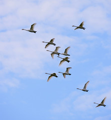 Whooper Swans in flight