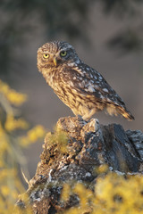 Little owl 027
