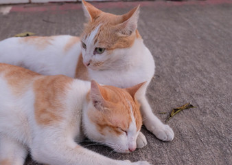 Couple cat sleep and catch head on a street , Thai couple cat so cute (Top View)