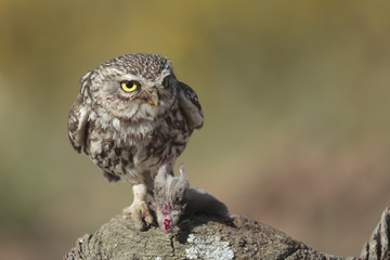 Little owl 024