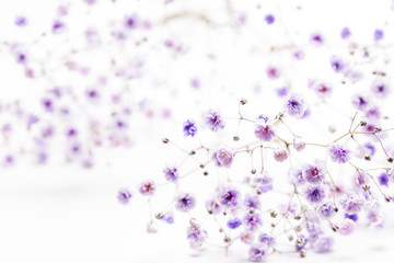 紫系に着色されたカスミソウの花