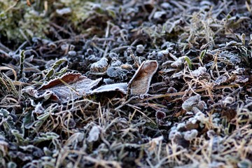 Frozen spring field with plants, seeds and grass full of snow, ice and frost