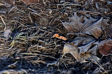 Great maple leaf covered with last ice and frost from frozen spring field in vintage style, dark park background